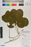 藏品(濱豇豆)的圖片