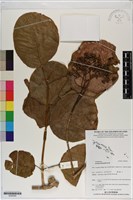 藏品(臭娘子、牛骨仔樹)的圖片