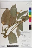 藏品(蘭嶼竹芋)的圖片