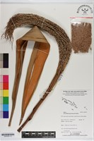 藏品(黃椰子)的圖片