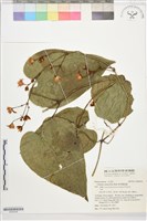 藏品(紫萼鐵線蓮)的圖片