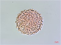 藏品(琉球黃楊)的圖片