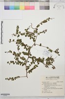 藏品(小葉黃鱔藤)的圖片