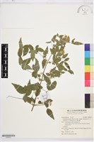 藏品(梨山小蓑衣藤)的圖片