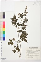 藏品(巴氏鐵線蓮)的圖片