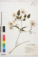 藏品(小木通)的圖片