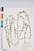 藏品(紫斑大戟)的圖片