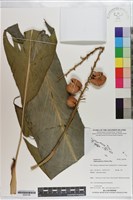 藏品(山薑)的圖片