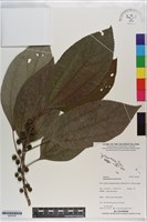 藏品(小構樹)的圖片