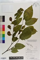 藏品(印度黃檀)的圖片