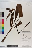 藏品(紫苞舌蘭、紫蘭)的圖片