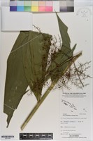 藏品(棕葉狗尾草)的圖片