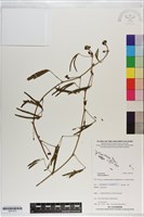 藏品(含羞草)的圖片