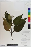 藏品(蛇根草)的圖片