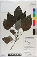 藏品(野桐)的圖片