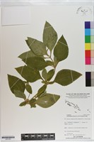 藏品(香澤蘭、飛機草)的圖片