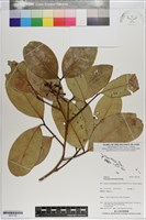 藏品(木果楝)的圖片