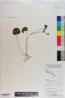 藏品(苞花蔓)的圖片