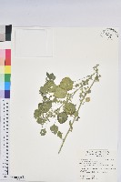 藏品(印度鐵莧)的圖片