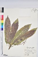 藏品(變葉木)的圖片