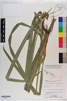 藏品(割雞芒、臺灣割雞)的圖片