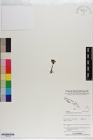 藏品()的圖片