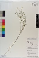 藏品(圓錐花遠志)的圖片