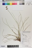 藏品(乾溝飄拂草)的圖片