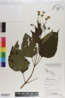 藏品(蟛蜞菊)的圖片