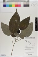 藏品()的圖片