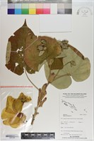 藏品(黃槿)的圖片