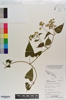 藏品(小花蔓澤蘭)的圖片