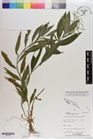 藏品(假淡竹葉)的圖片