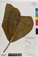 藏品(棋盤腳樹)的圖片