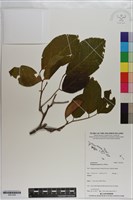 藏品(水黃皮)的圖片