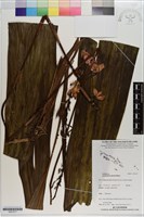 藏品(紫苞舌蘭、紫蘭)的圖片