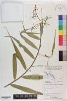 藏品(印度鞭藤、蘆竹藤、角仔藤)的圖片