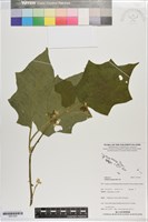 藏品(刺茄、牛茄子)的圖片