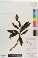 藏品()的圖片