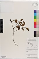 藏品()的圖片