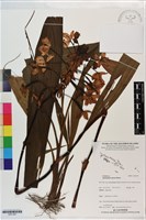 藏品(紫苞舌蘭、紫蘭)的圖片