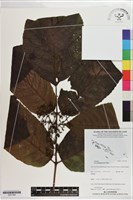 藏品(菲律賓火筒樹)的圖片