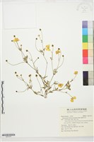 藏品(蓬萊毛茛)的圖片