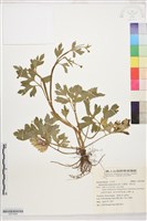 藏品(水辣菜、禺毛茛)的圖片