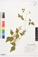 藏品(串鼻龍)的圖片