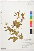 藏品(田代氏鐵線蓮)的圖片