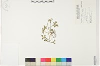 藏品(五葉黃連)的圖片