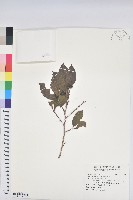 藏品(刺杜密)的圖片