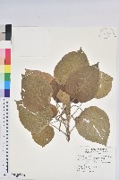 藏品(蘭嶼鐵莧、綠島鐵莧)的圖片