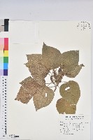 藏品(蘭嶼鐵莧、綠島鐵莧)的圖片